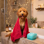 Clean happy dog after bath
